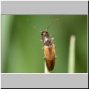 Dalopius marginatus - Geraendeter Schnellkaefer 01a 6-7mm.jpg